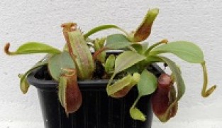 Nepenthes lowii x veitchii S